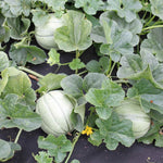 Melon 'alvaro' Rhs Award-winning Outdoor Cantaloupe Up To 500g | 6 x Plug Plants | Multi