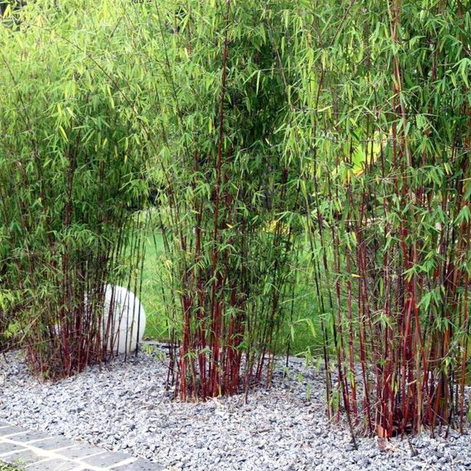 Umbrella Bamboo - 6 Pcs. - Fargesia 'asian Wonder' - Height 25-40cm - ⌀13cm | Set-of-6 | Red