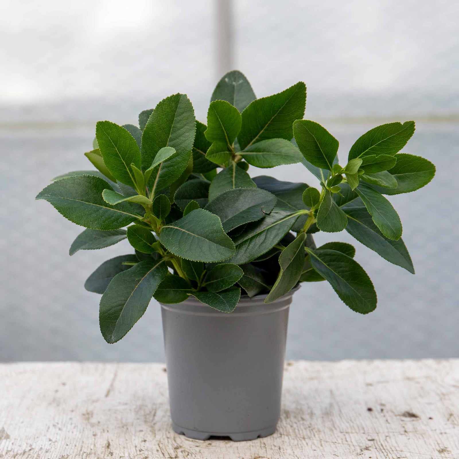 Escallonia Leavis 'pink Elle' - Compact Evergreen Shrub | 1 x 9cm | Green & Pink
