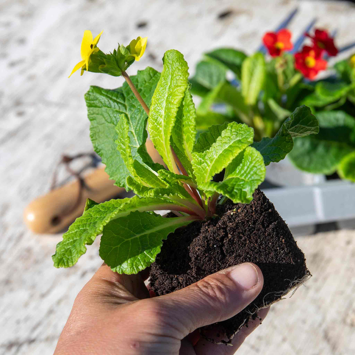 Marshalls Garden Polyanthus 'stella Mix' - Hardy Winter Bedding