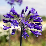 Agapanthus Africanus 'big Blue' Plant | 1 x 7.5L | Blue