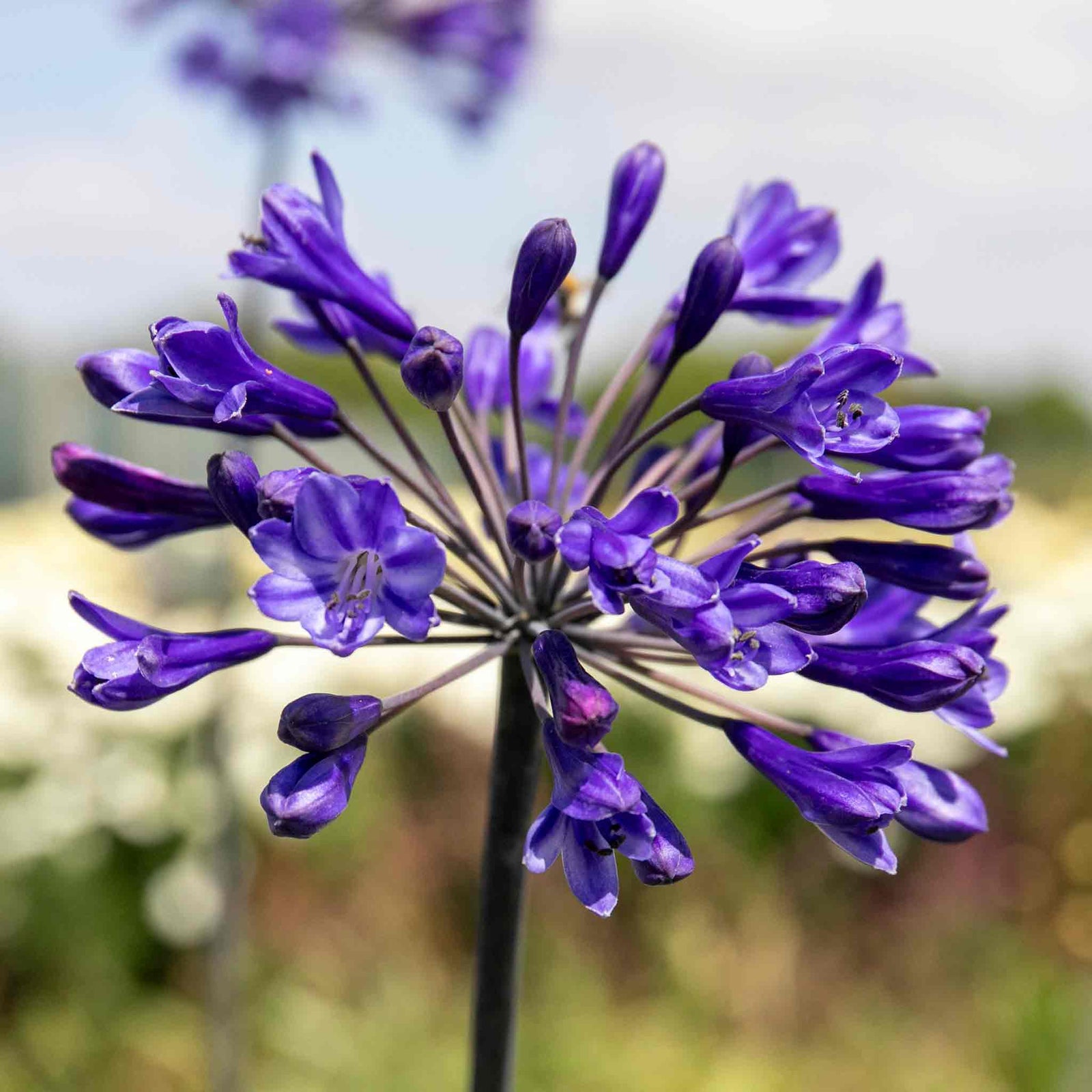 Agapanthus Africanus 'big Blue' Plant | 1 x 7.5L | Blue