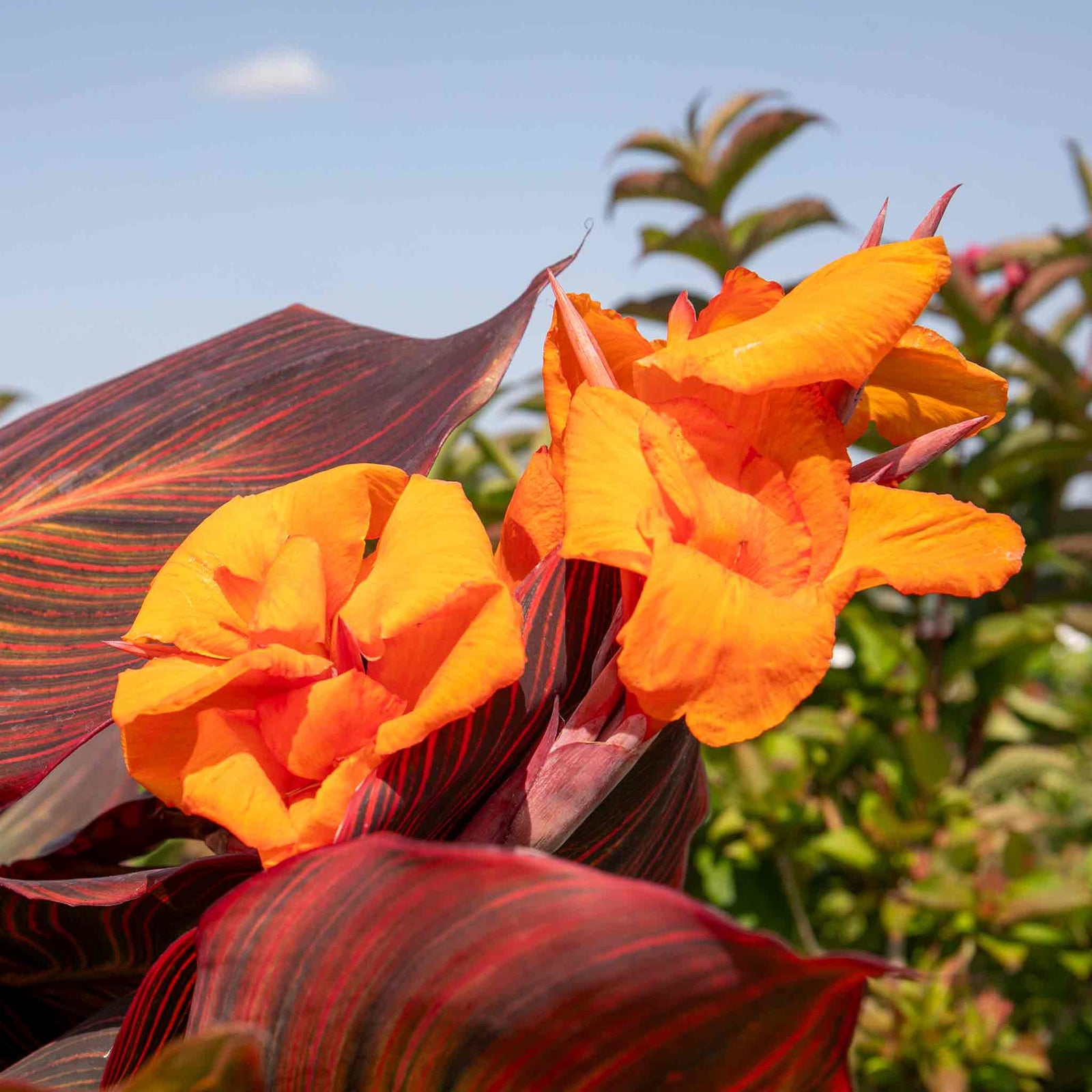 Canna Lily 'lily Tropicana' Plants | 3 x 9cm | Purple & Green