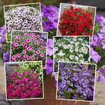 Petunia Surfinia Collection Mixed Trailing Varieties | 12 x Plug Plants | Multi