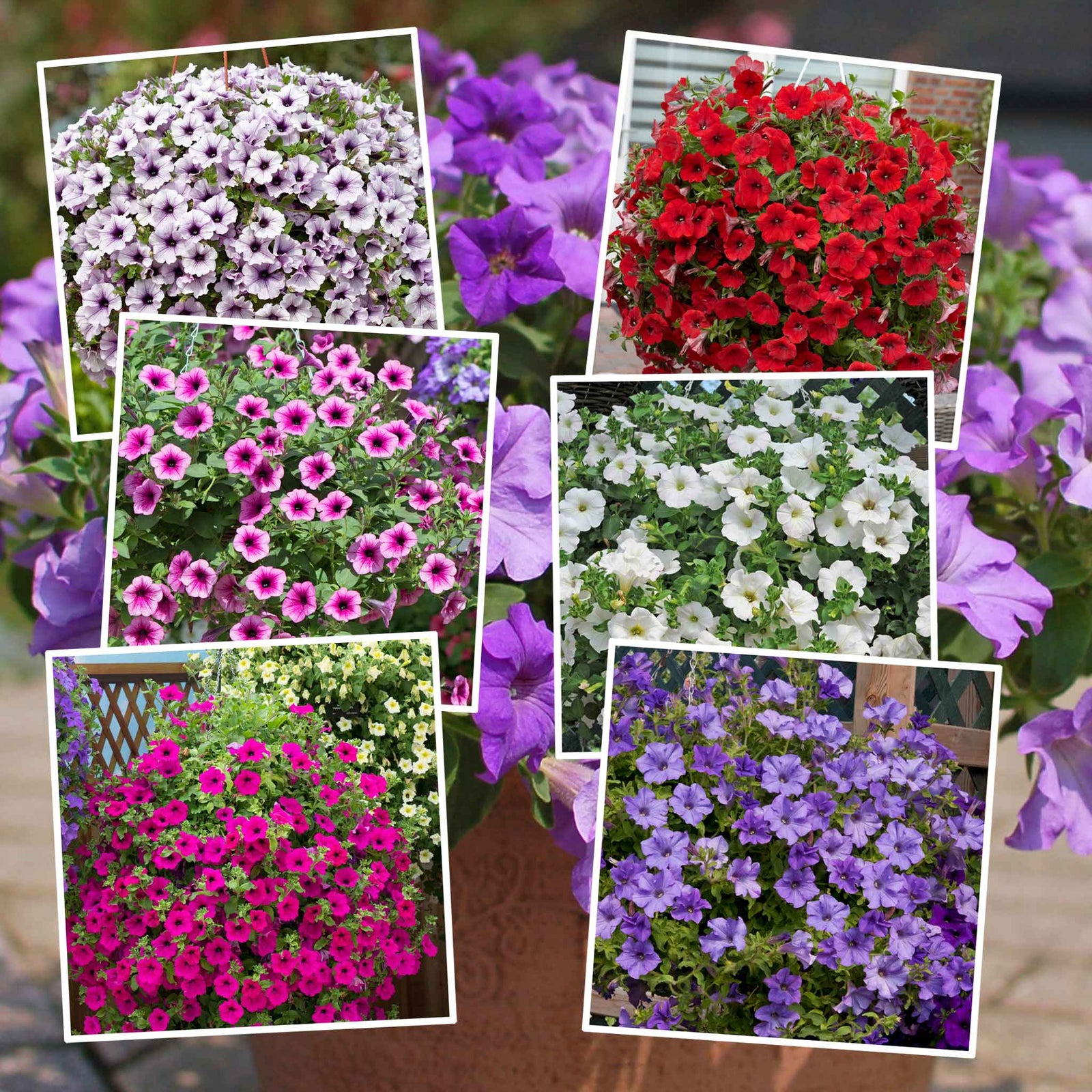 Petunia Surfinia Collection Mixed Trailing Varieties | 12 x Plug Plants | Multi