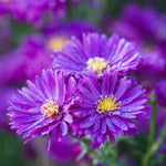 Aster Autumn Tapestry Collection - 9cm Pots | 5 x 9cm | Mixed