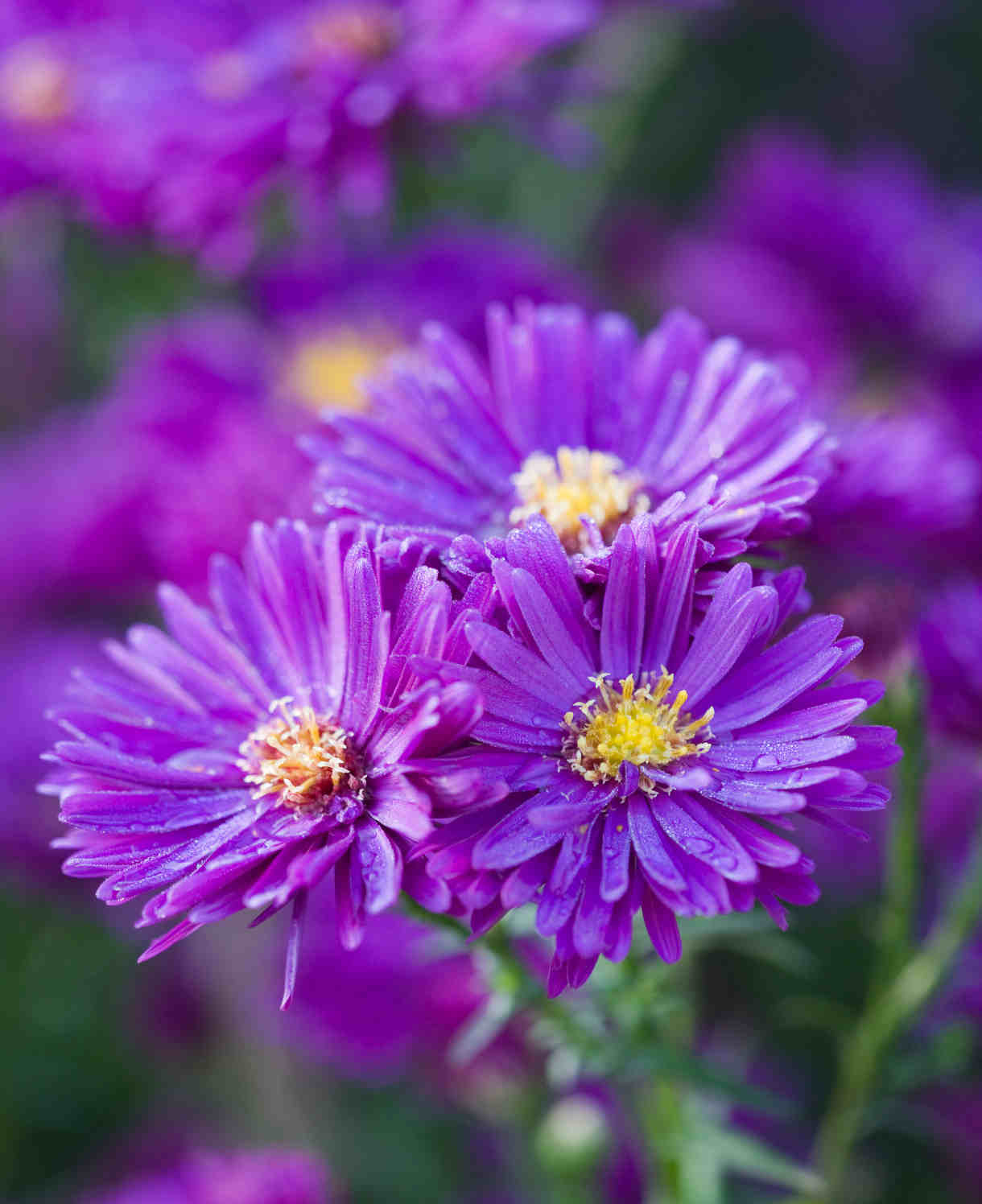 Aster Autumn Tapestry Collection - 9cm Pots | 5 x 9cm | Mixed