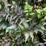 Athyrium Niponicum 'metallicum' Japanese Painted Fern | 1 x 5L | Silver Grey
