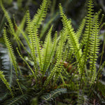 Evergreen Fern Collection - 3 x 9cm Pots (1 of each)