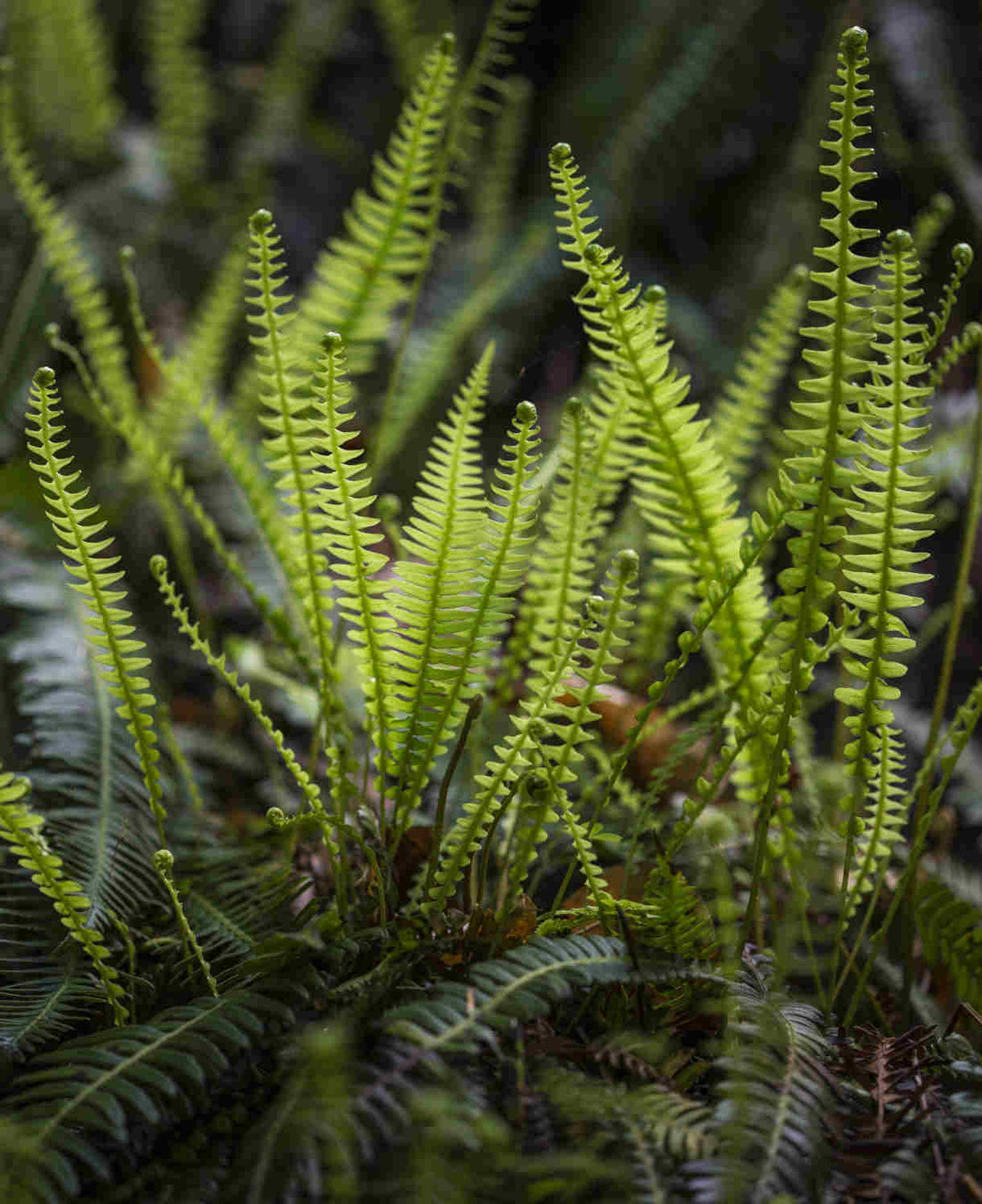 Evergreen Fern Collection - 3 x 9cm Pots (1 of each)