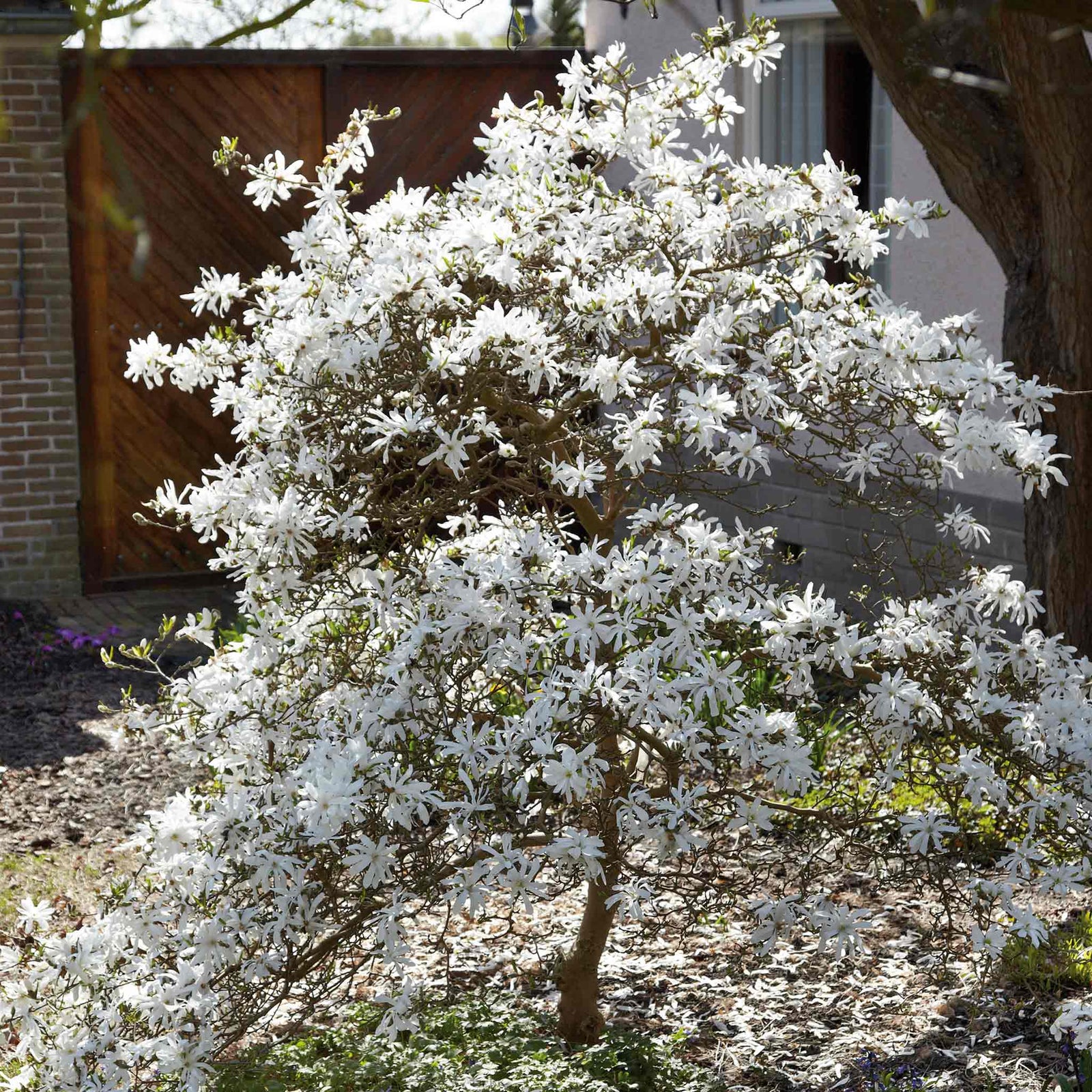 Magnolia 'stallata' (star Magnolia) Compact Spring-flowering Shrub Plant | 1 x 9cm | White