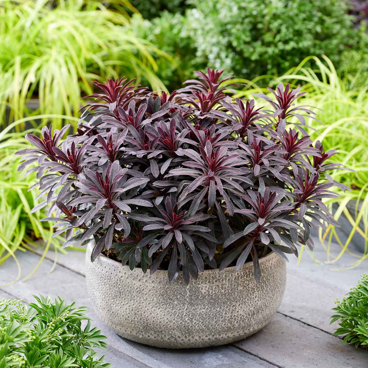 Euphorbia 'miners Merlot' Drought-tolerant Perennial 9cm | Set of 3 | Burgundy