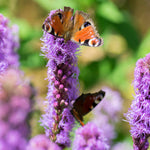 Liatris Spicata 'Floristan Violett' - 3 x 9cm pots | 3 x 9cm | Purple