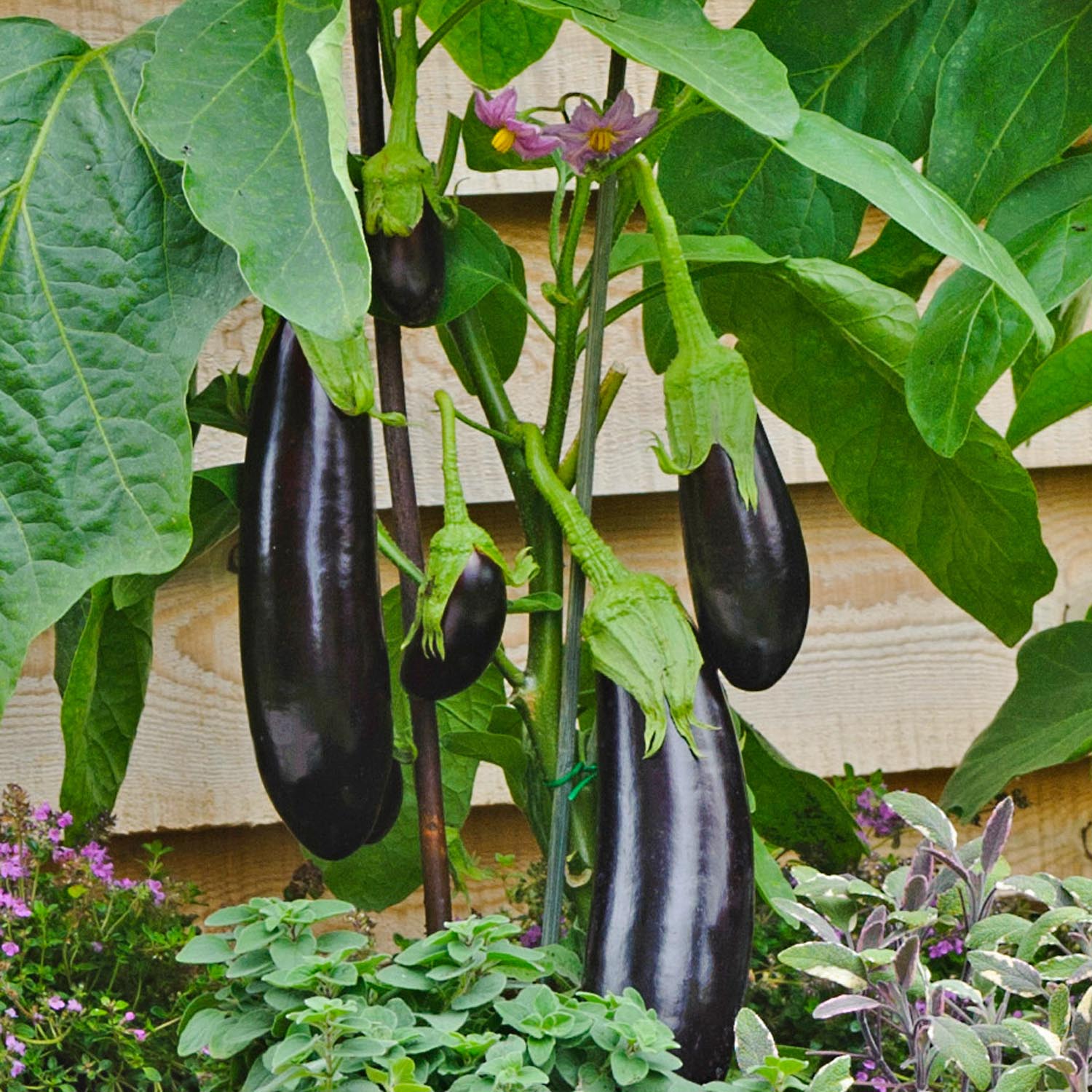 Grafted Aubergine 'moneymaker' F1 Hybrid | 1 x 7cm | Black