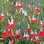 Salvia Microphylla 'Hot Lips' - 9cm Pot | 1 x 9cm | Red