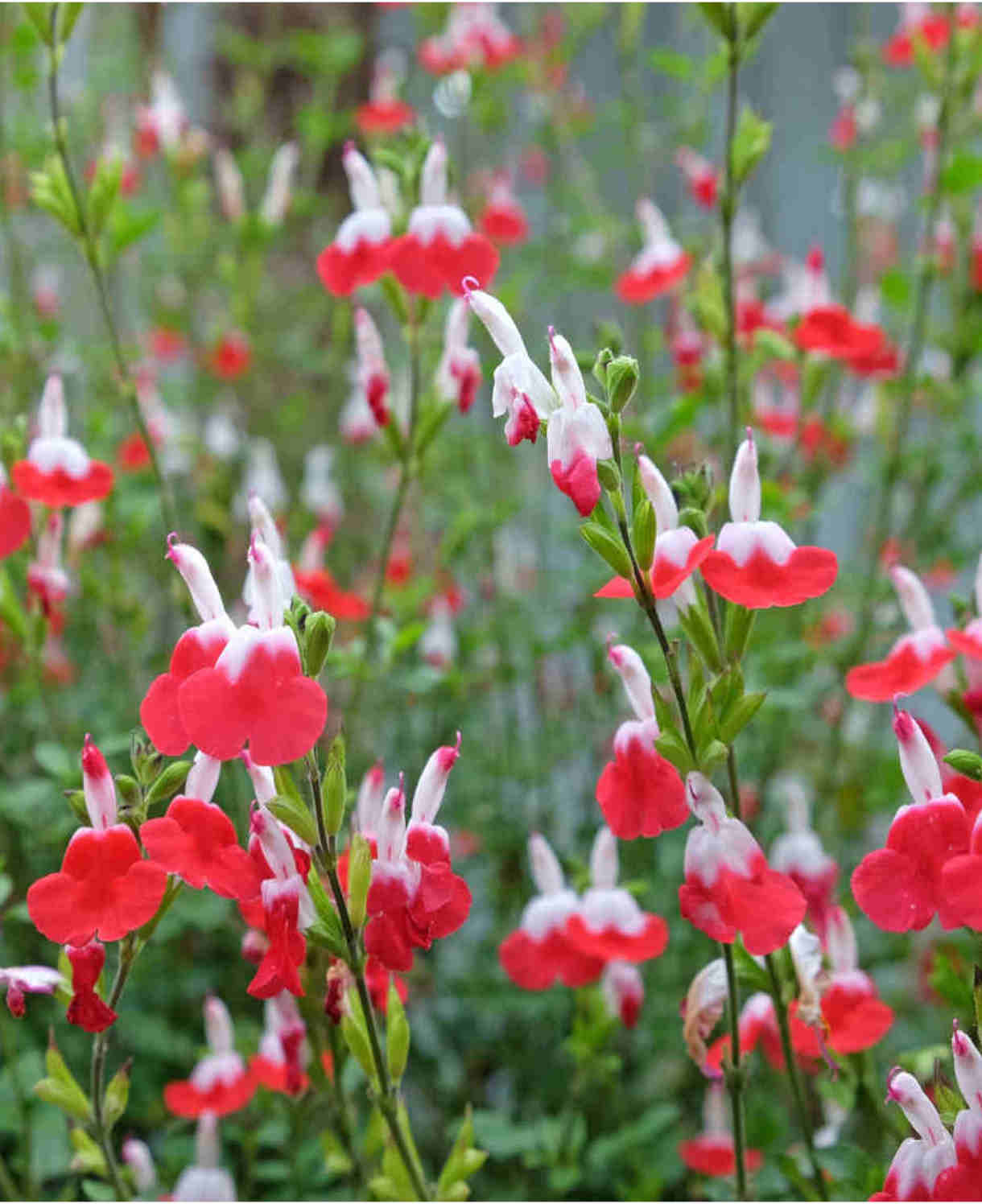 Salvia Microphylla 'Hot Lips' - 9cm Pot | 1 x 9cm | Red