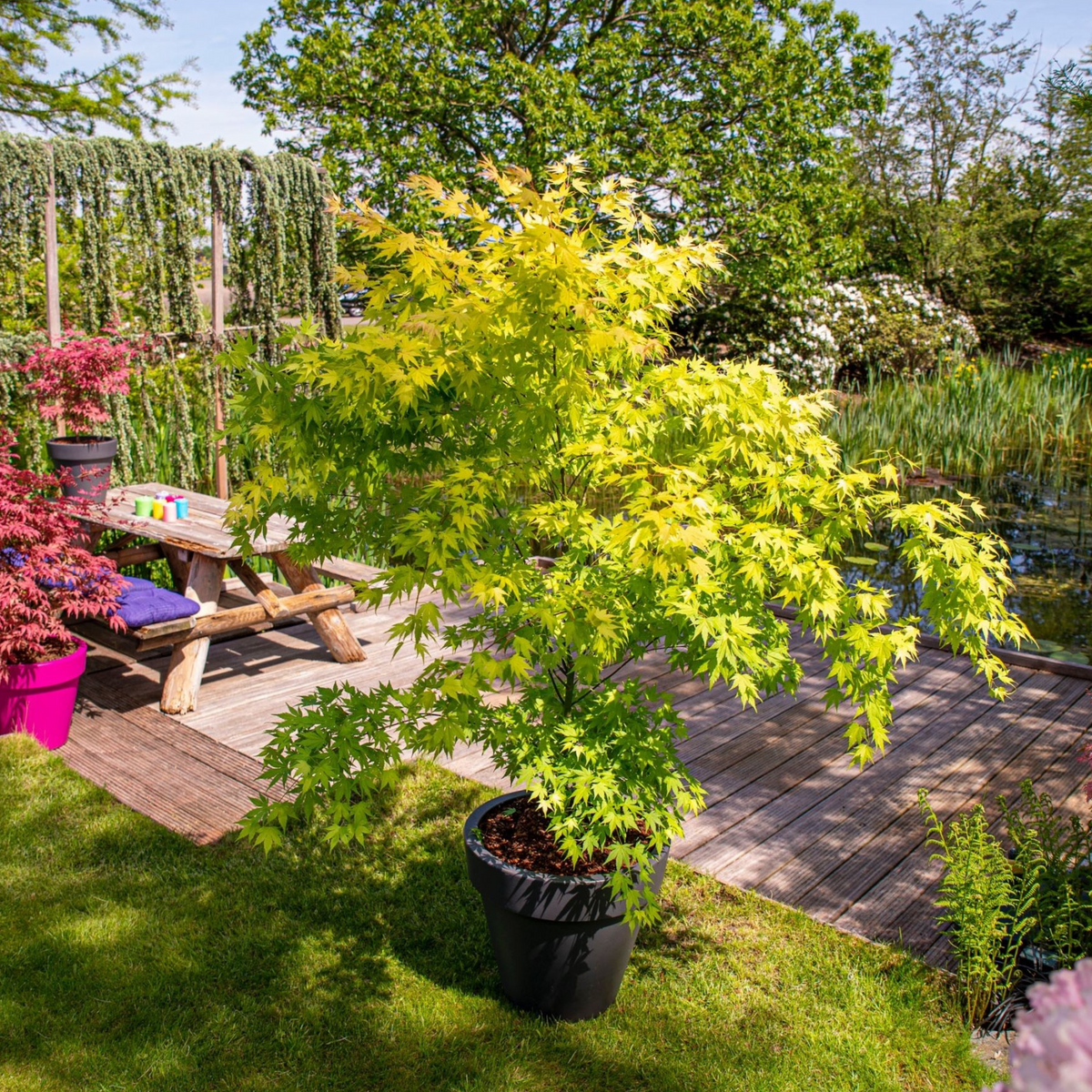 Japanese Maple - Acer Palmatum 'Orange Lace' - Height 60-70cm - ⌀19cm | Set of 2 | Green