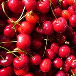 Prunus Stella Cherry Fruit Tree 4ft Supplied In A 5 Litre Pot Colt Rootstock