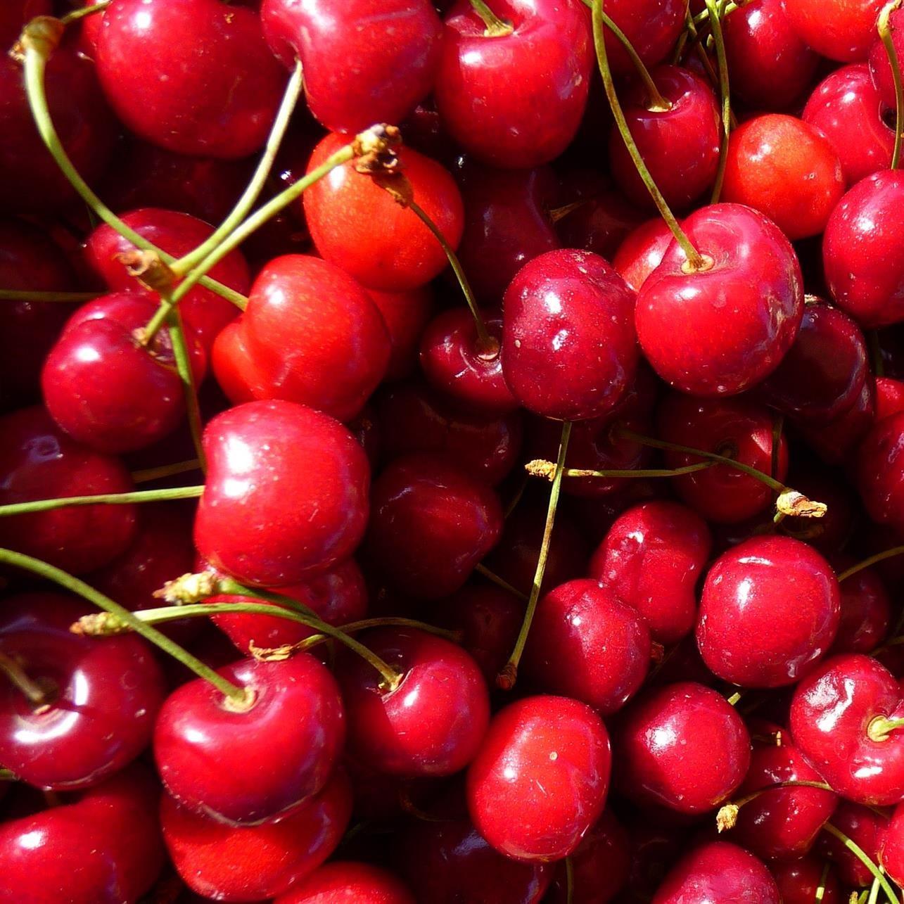 Prunus Stella Cherry Fruit Tree 4ft Supplied In A 5 Litre Pot Colt Rootstock
