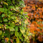 Green Beech Hedging Plants Pack Of 10 Trees Potted