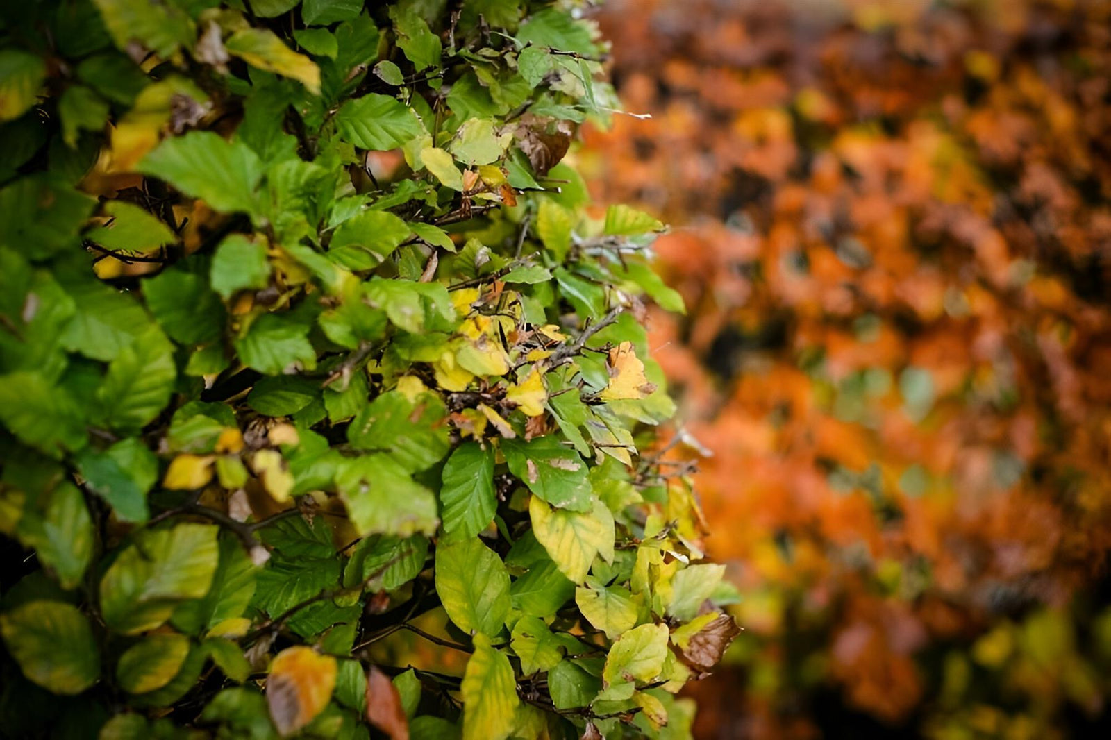 Green Beech Hedging Plants Pack Of 10 Trees Potted