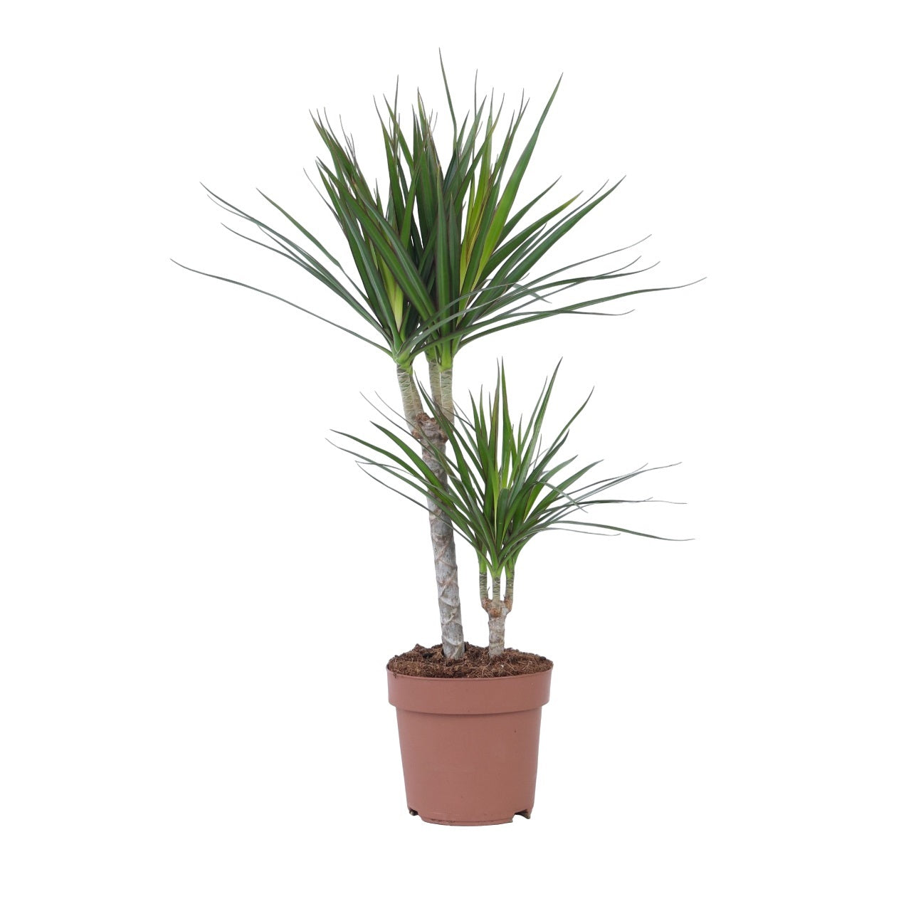 Madagascar Dragon Tree - Dracaena Marginata - Height 70-80cm - ⌀17cm | Set of 1 | Green