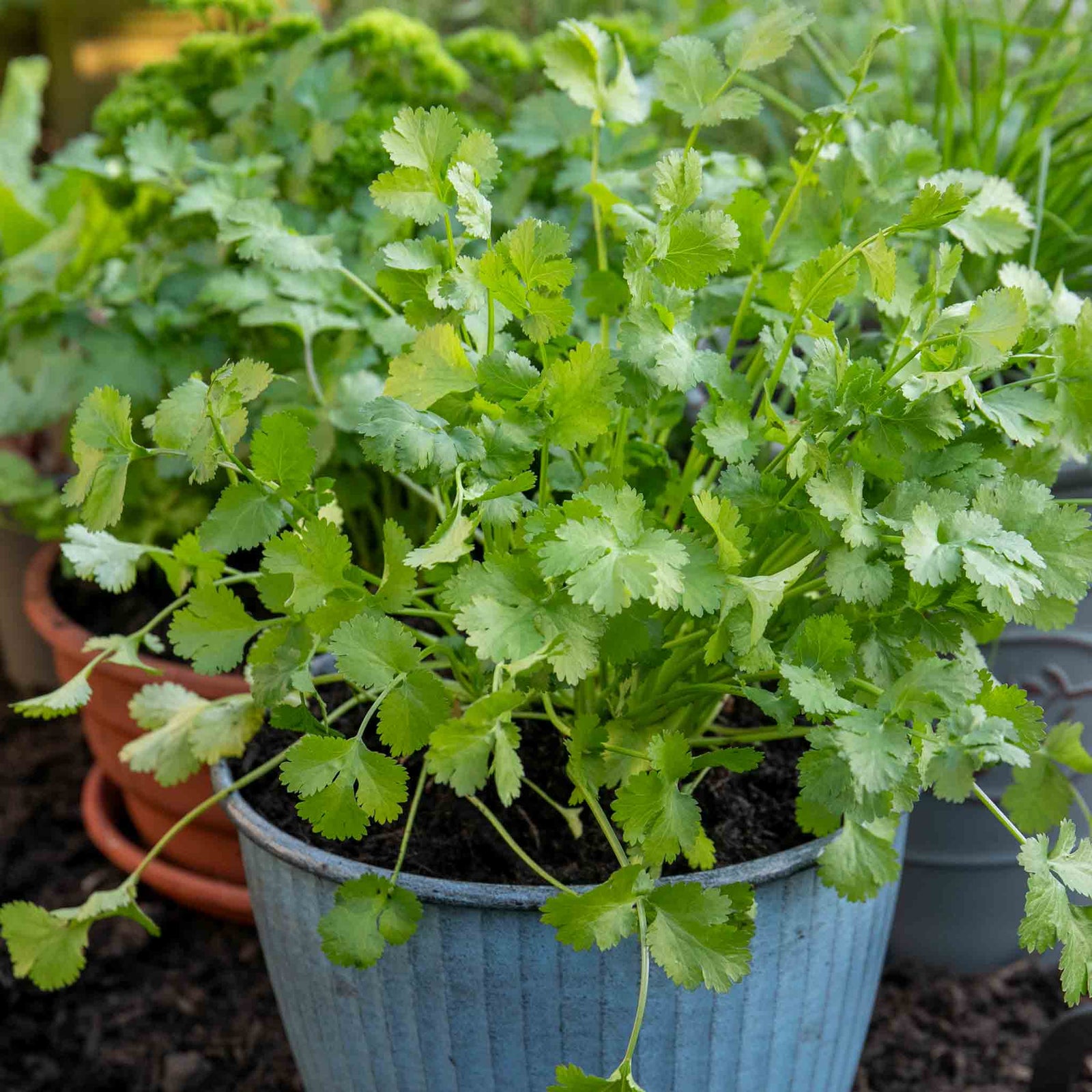 Coriander Plant Large Potted 35cm | 6 x Plug Plants | Green