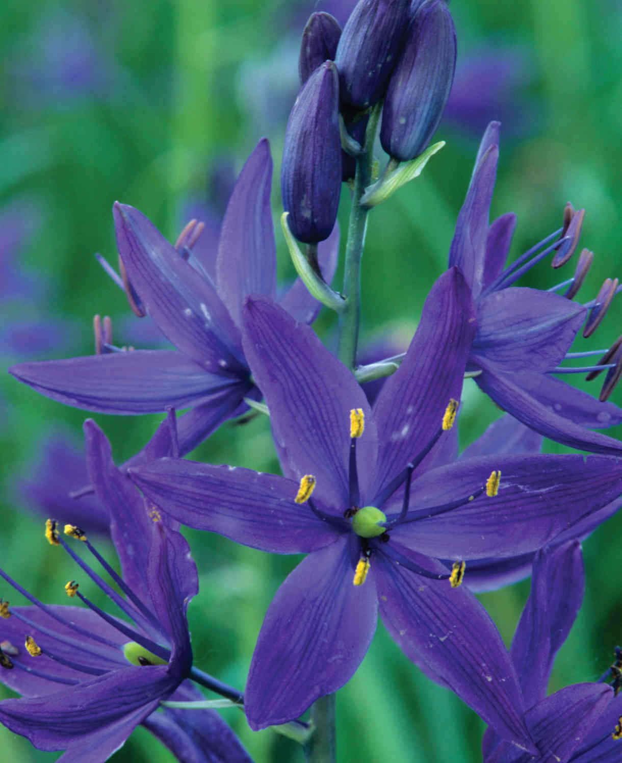Camassia Quamash - Bulbs | 5 x Bulbs | Blue