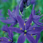 Camassia Quamash - Bulbs | 10 x Bulbs | Blue