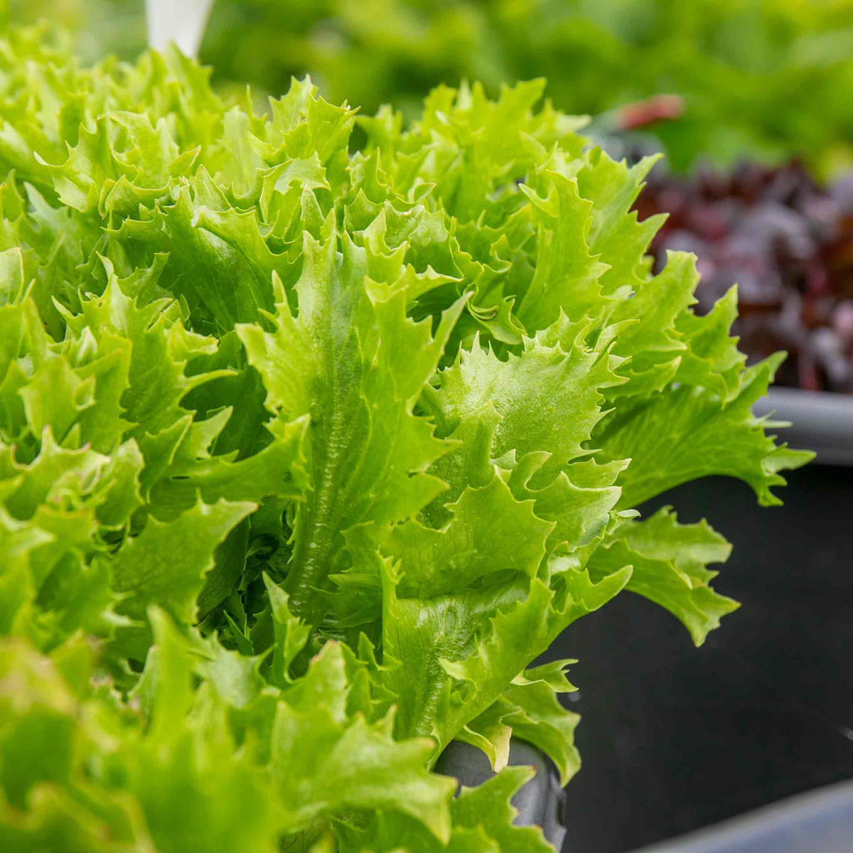 Lettuce Seeds 'crispita Ii' | 400 Seeds
