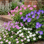 Hardy Geranium Harmony Collection | Set of 15 | Multi