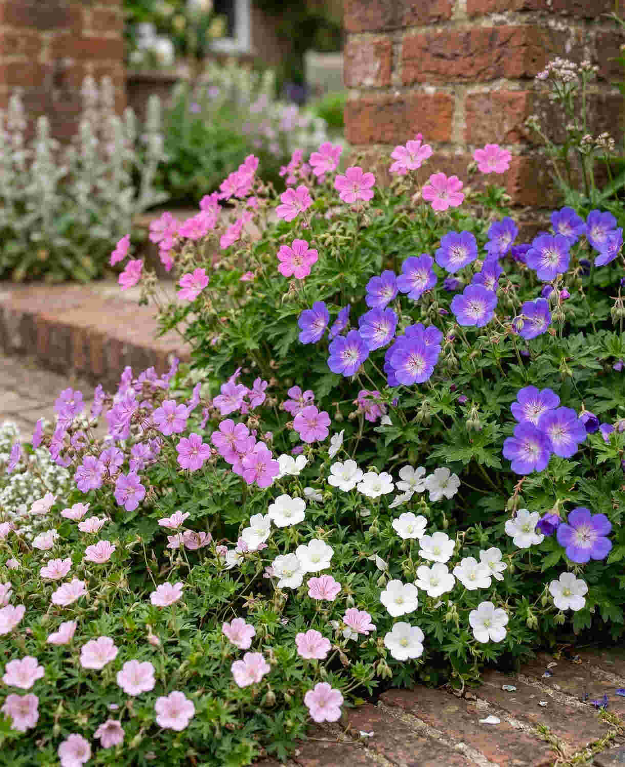 Hardy Geranium Harmony Collection | Set of 25 | Multi
