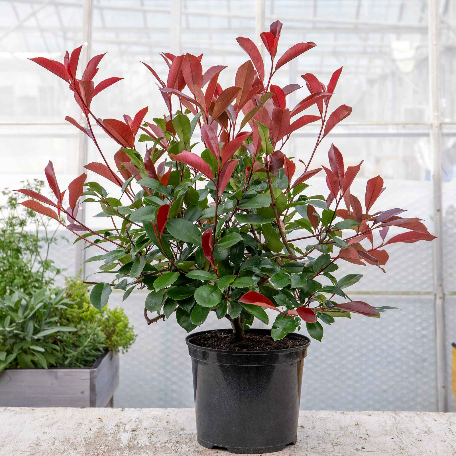 Photinia 'red Robin' Evergreen Shrub For Hedges And Containers | 3 x 7cm Plants | Red