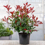 Photinia 'red Robin' Evergreen Shrub For Hedges And Containers | 1 x 15.5L | Red
