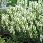 Salvia 'lyrical White' - Compact Hardy Perennial With Pure White Spikes | 6 x 3 x 2m