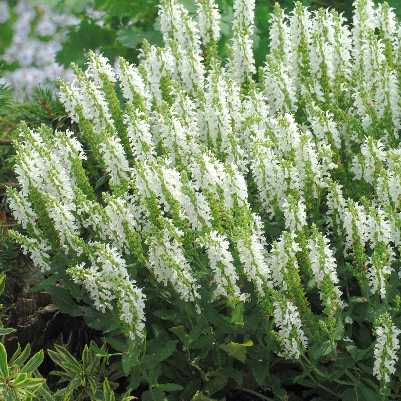 Salvia 'lyrical White' - Compact Hardy Perennial With Pure White Spikes | 6 x 3 x 2m
