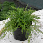 Achillea 'summer Berries Mixed' - Summer Perennial | 20 x Pro Grower Plugs | Multi