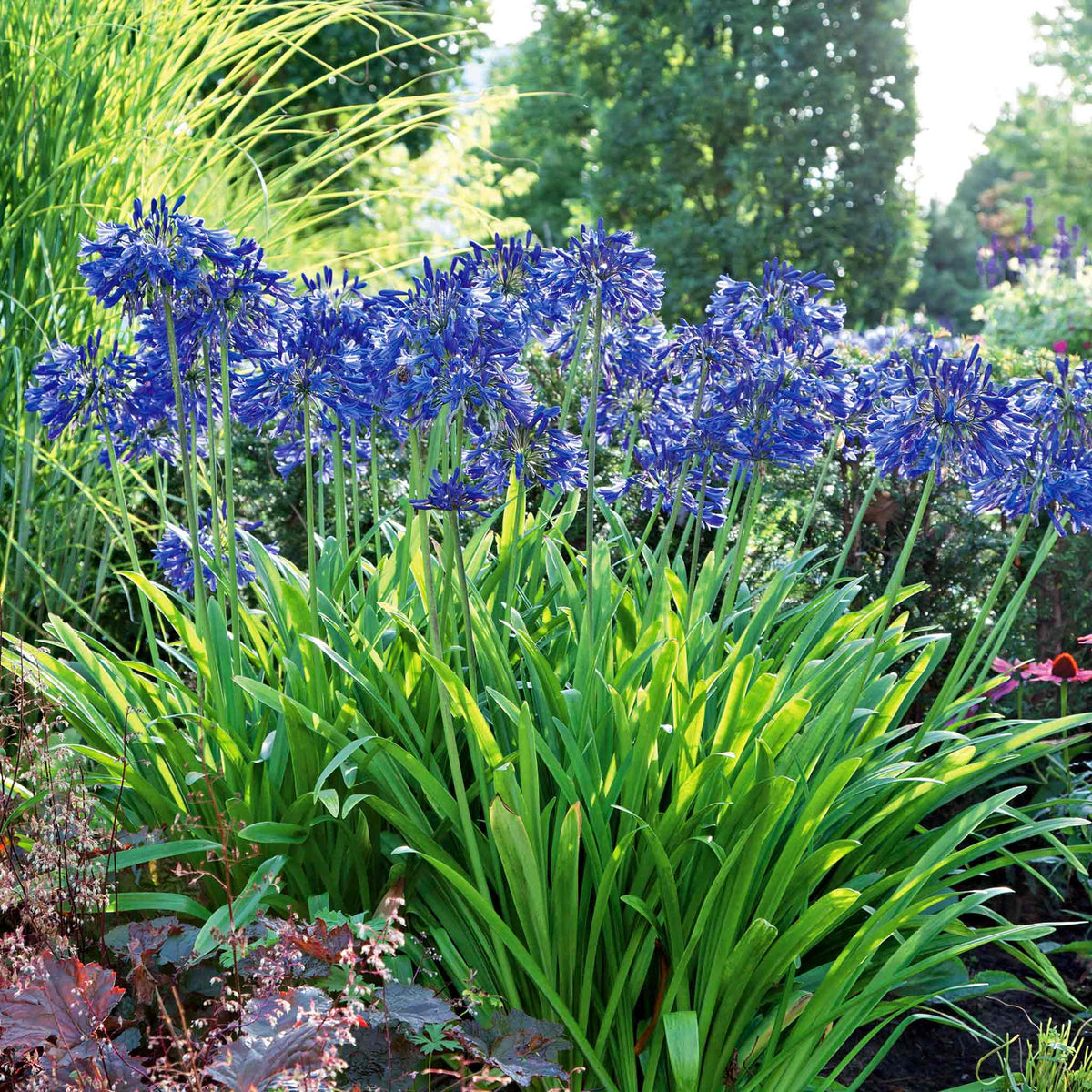 Agapanthus 'blue' | Set of 2 | Blue