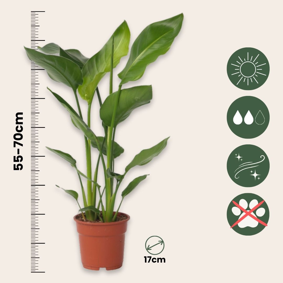 Giant Bird Of Paradise - 2 Pcs. - Strelitzia Nicolai - Height 55-70cm - ⌀17cm | Set of 2 | Green