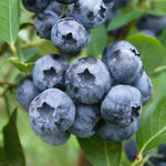 Bluecrop Blueberry Plant | 1.5L