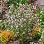 Philadelphus 'petite Perfume Pink' | 1 x 3L | Pink