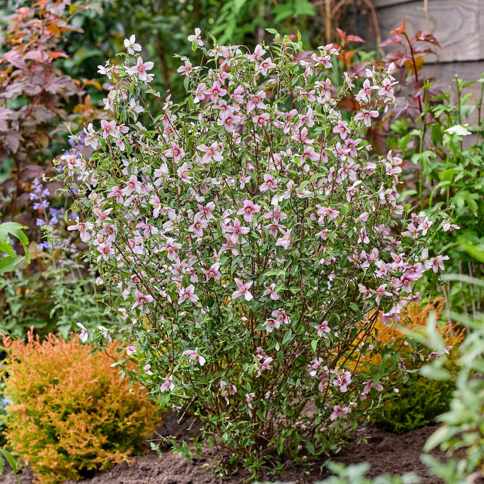 Philadelphus 'petite Perfume Pink' | 1 x 3L | Pink