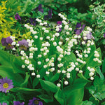Lily Of The Valley (convallaria Majalis) - Hardy Fragrant Perennial | 1 x 9cm | Multi