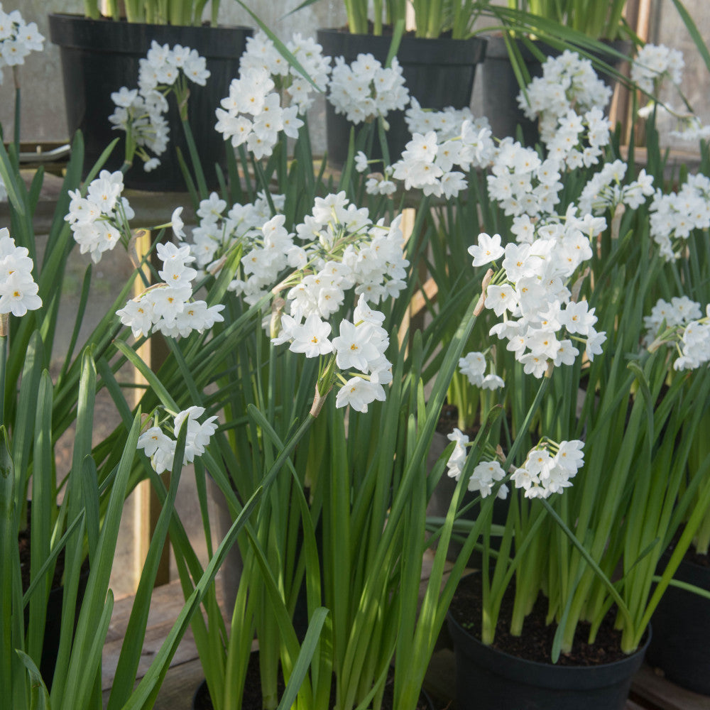Hayloft Narcissus Paperwhite - Highly Scented, Great For Indoor Displays - 10 Bulbs