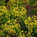 Euphorbia Amygdaloides Var. Robbiae - Impressive Purple Leaved Spurge 1 X 1l Pot | 1 x 1L | Green