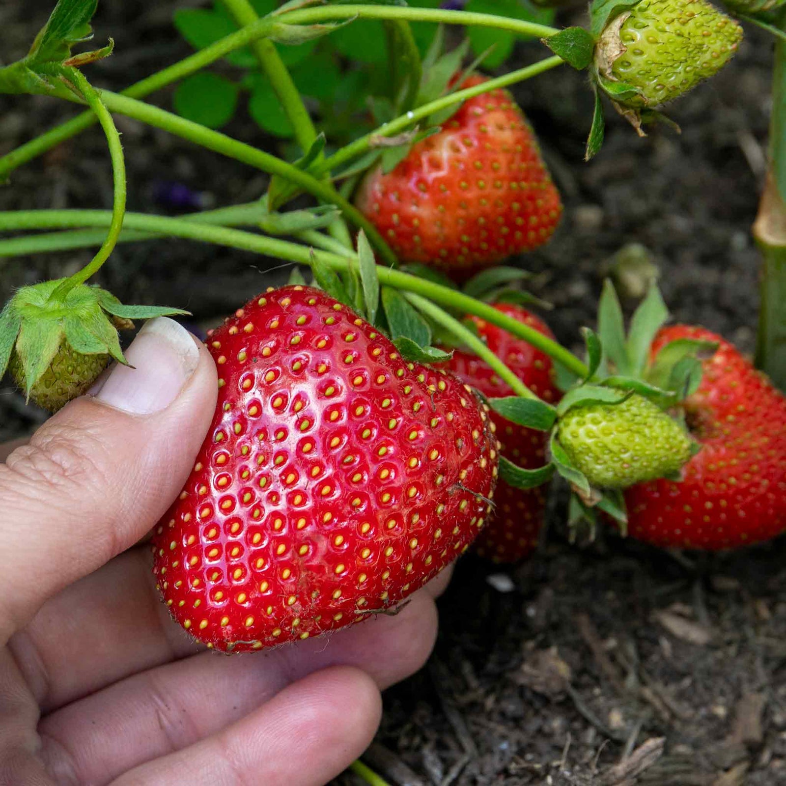 Strawberry 3-variety Long Cropping Collection Bare Root | Set of 15 | Red