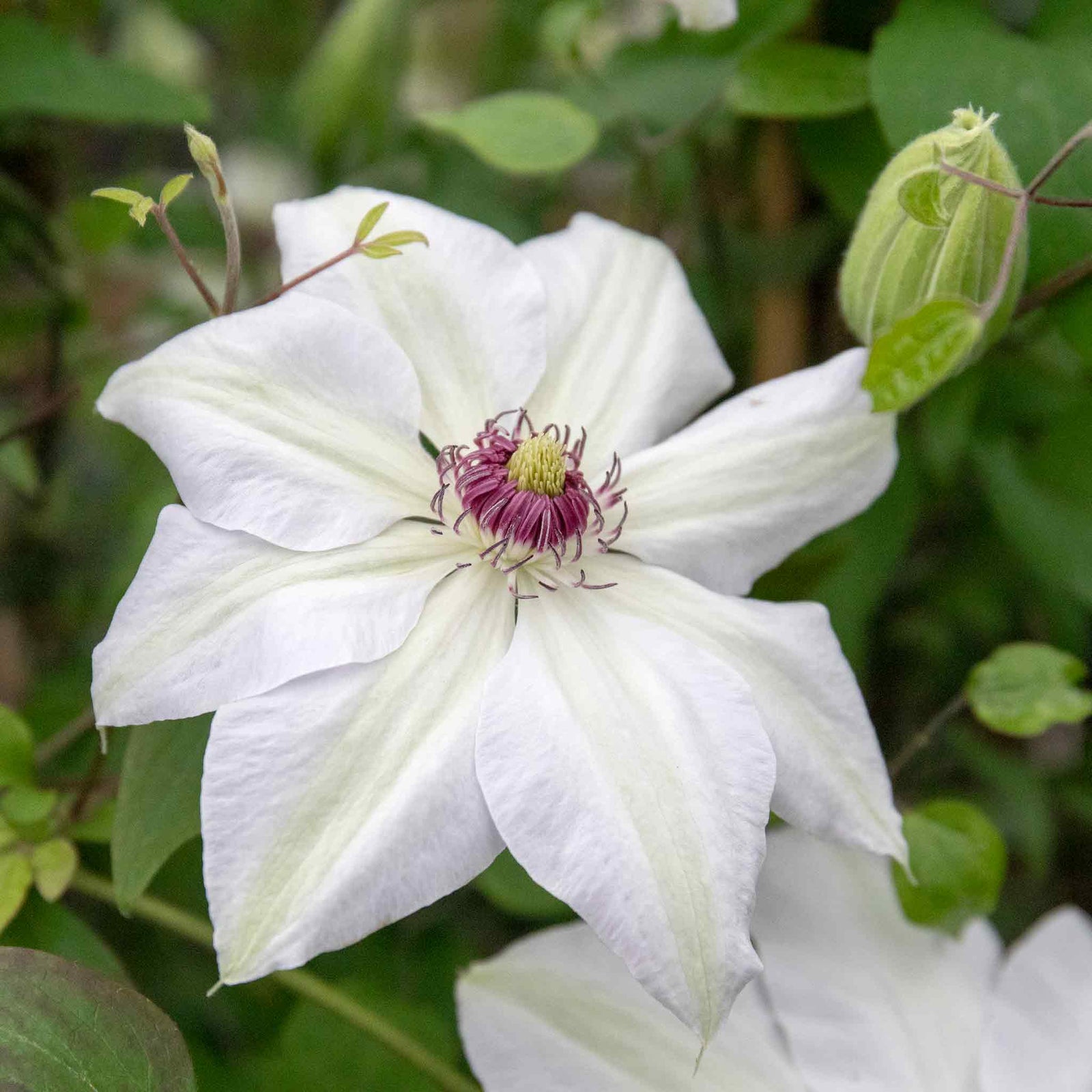 Clematis Miss Bateman Hardy White Climber | 1 x 2L | Green & White