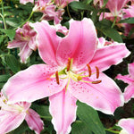 Slug Smart Perennial Collection - 2l Garden Ready Pots. | Set-of-6 | Multi