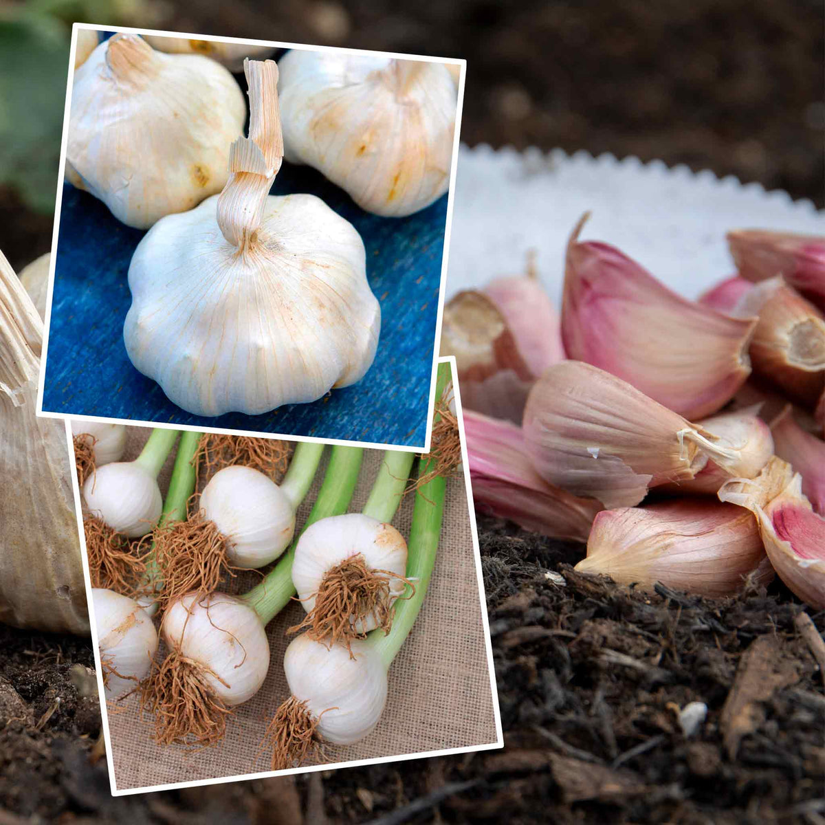 Garlic Duo 'carcassonne Wight' And 'provence Wight' - Autumn Planting
