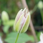 Clematis Miss Bateman Hardy White Climber | 1 x 2L | Green & White